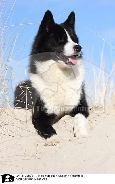 lying Karelian Bear Dog / IF-08588