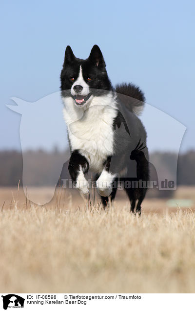 rennender Karelischer Brenhund / running Karelian Bear Dog / IF-08598