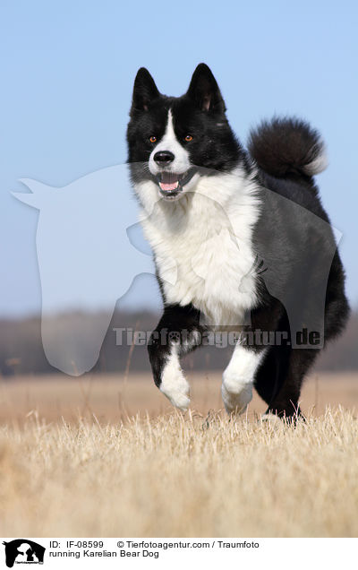 running Karelian Bear Dog / IF-08599