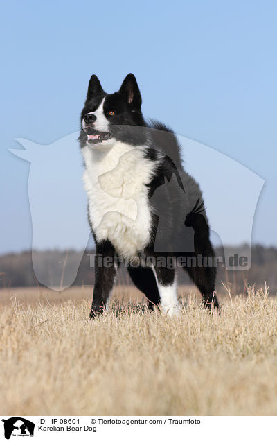 Karelian Bear Dog / IF-08601