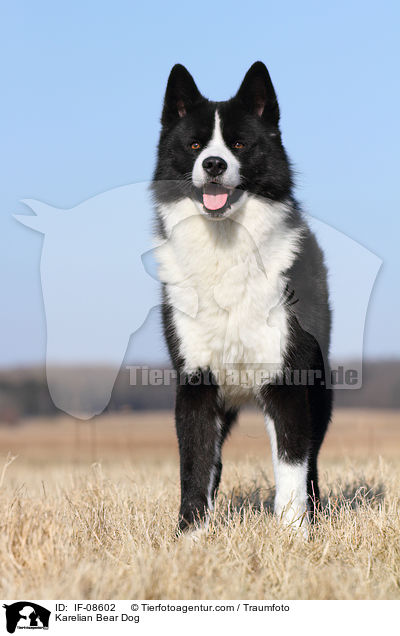 Karelischer Brenhund / Karelian Bear Dog / IF-08602