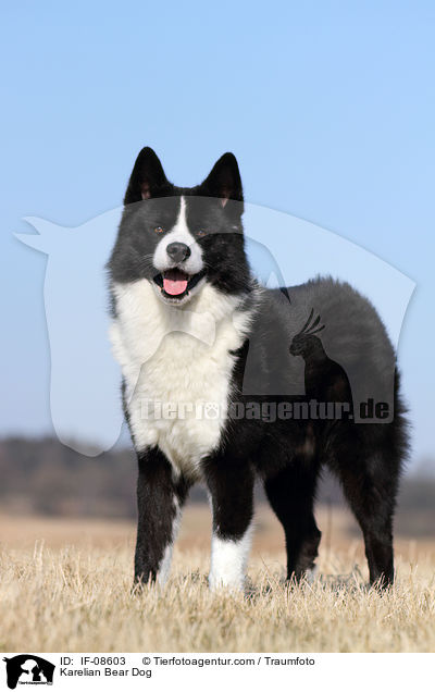 Karelian Bear Dog / IF-08603
