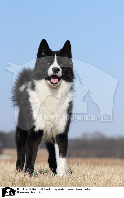 Karelian Bear Dog / IF-08604