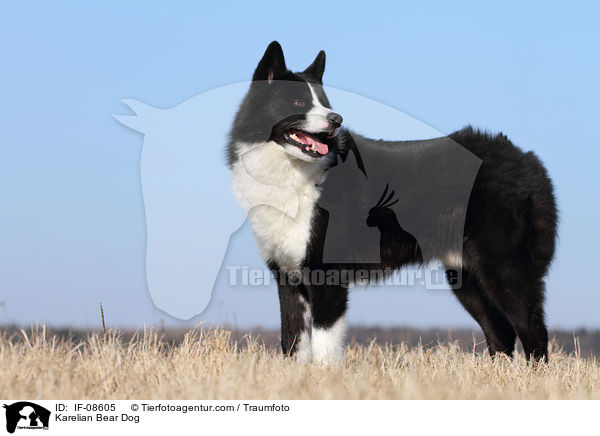Karelian Bear Dog / IF-08605