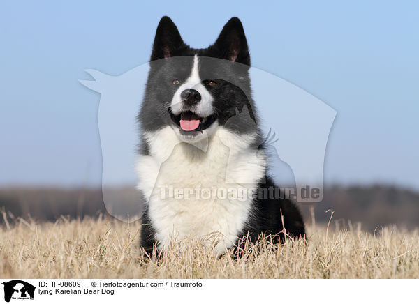 liegender Karelischer Brenhund / lying Karelian Bear Dog / IF-08609
