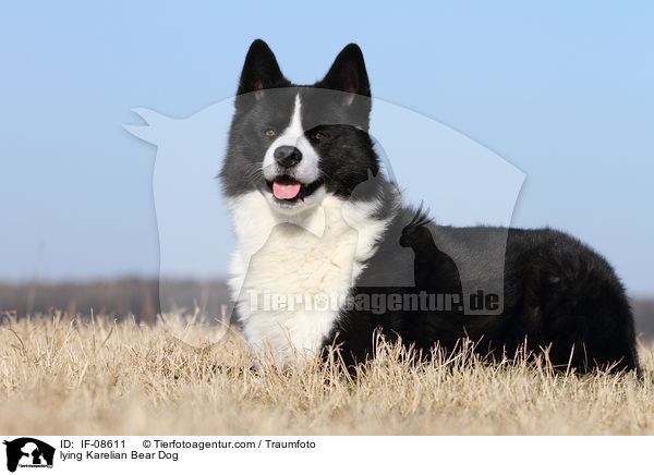 lying Karelian Bear Dog / IF-08611