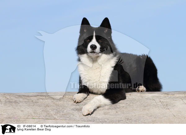 liegender Karelischer Brenhund / lying Karelian Bear Dog / IF-08614