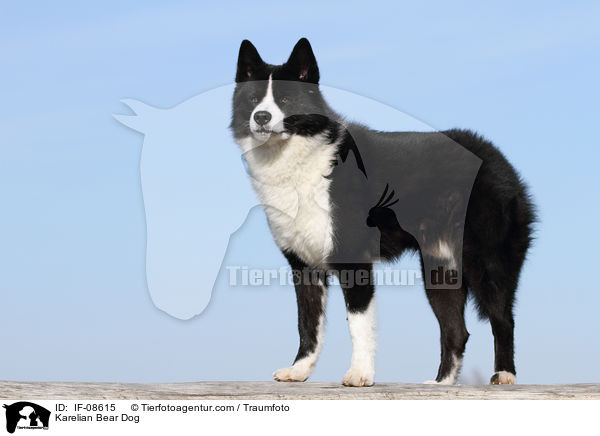 Karelischer Brenhund / Karelian Bear Dog / IF-08615