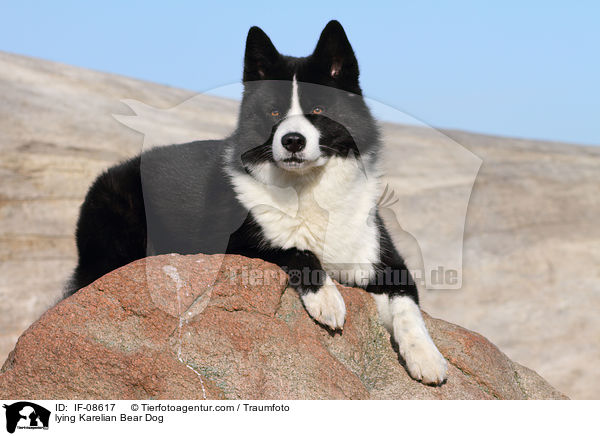 lying Karelian Bear Dog / IF-08617