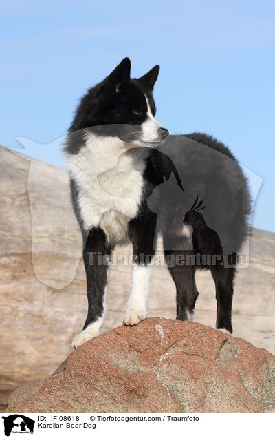 Karelischer Brenhund / Karelian Bear Dog / IF-08618