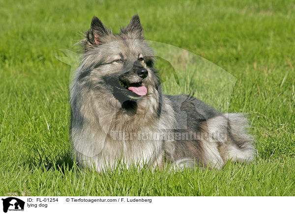 lying dog / FL-01254