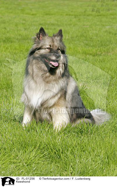 Keeshond / FL-01256