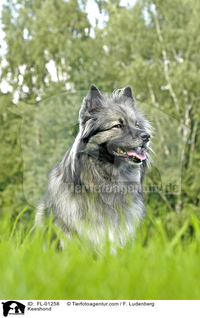 Keeshond / FL-01258