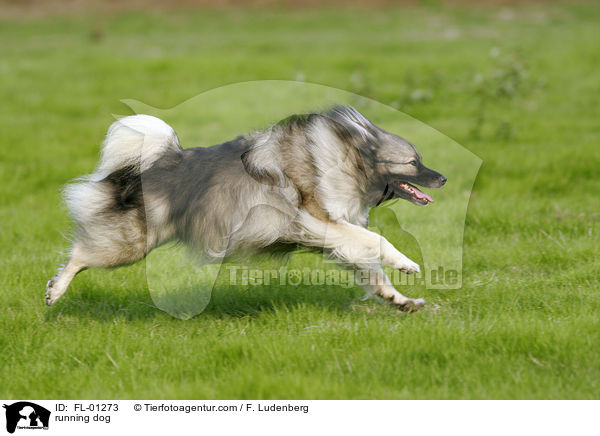 running dog / FL-01273