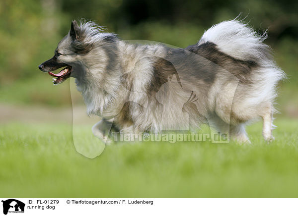running dog / FL-01279