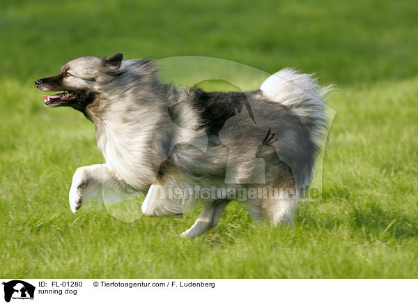 running dog / FL-01280