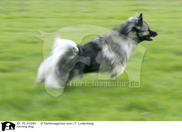 running dog / FL-01284