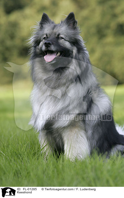 Keeshond / FL-01285
