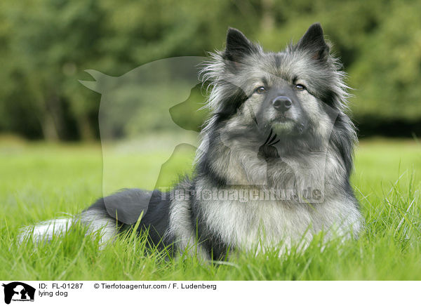 lying dog / FL-01287