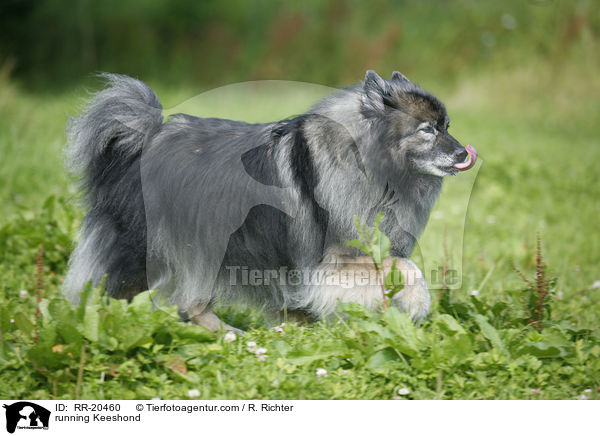 rennender Wolfsspitz / running Keeshond / RR-20460
