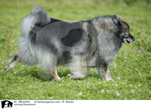 running Keeshond / RR-20461