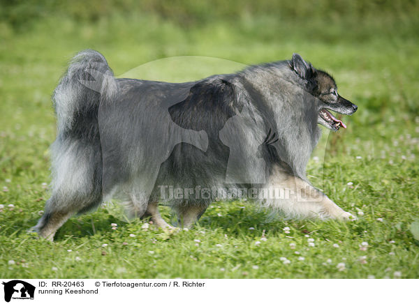running Keeshond / RR-20463