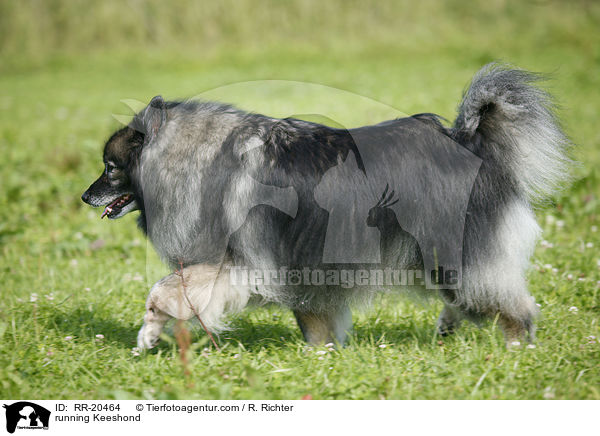 running Keeshond / RR-20464