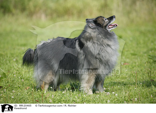 Keeshond / RR-20465