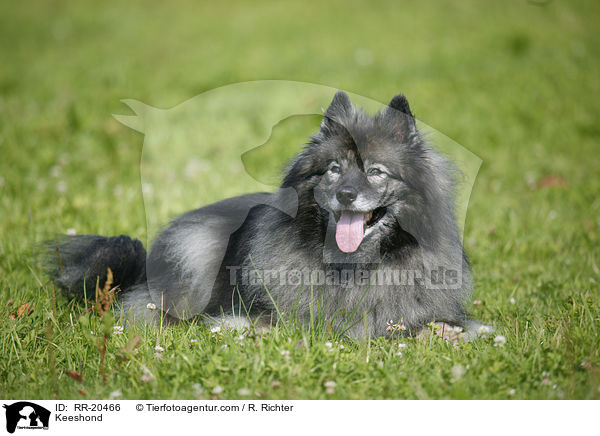 Deutscher Wolfsspitz / Keeshond / RR-20466