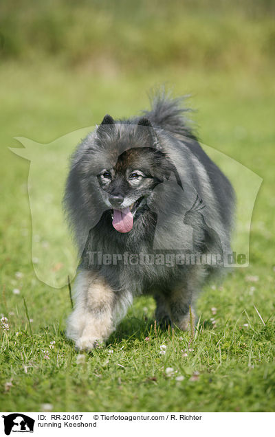 running Keeshond / RR-20467