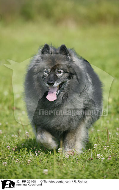 running Keeshond / RR-20468