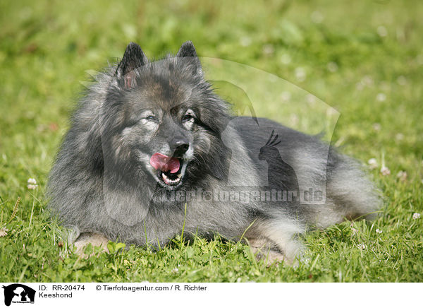 Keeshond / RR-20474