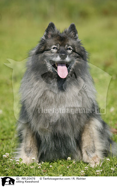 sitting Keeshond / RR-20476