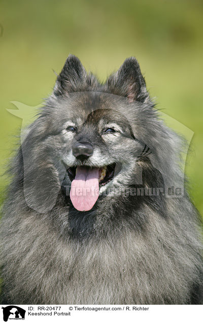 Keeshond Portrait / RR-20477