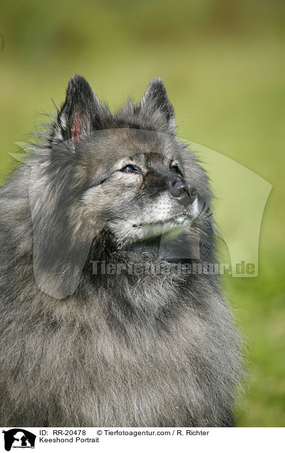 Keeshond Portrait / RR-20478