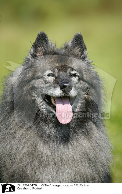 Deutscher Wolfsspitz Portrait / Keeshond Portrait / RR-20479