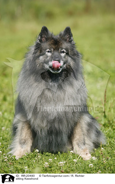 sitting Keeshond / RR-20480