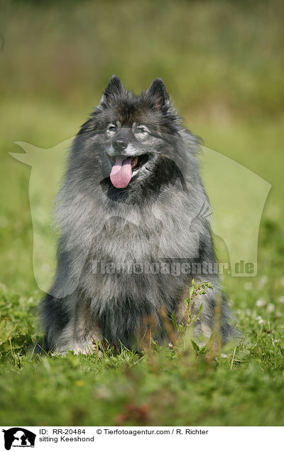sitting Keeshond / RR-20484