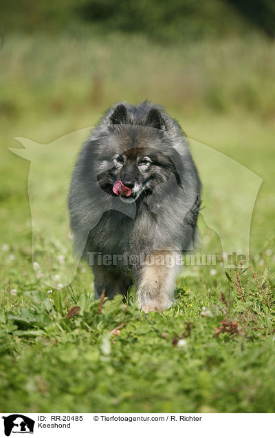 Keeshond / RR-20485