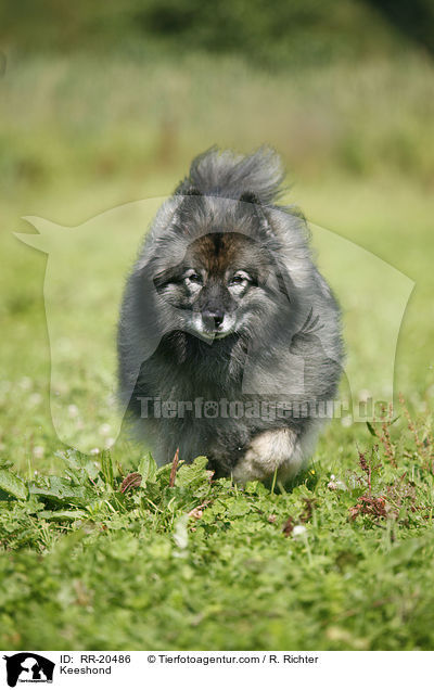 Keeshond / RR-20486