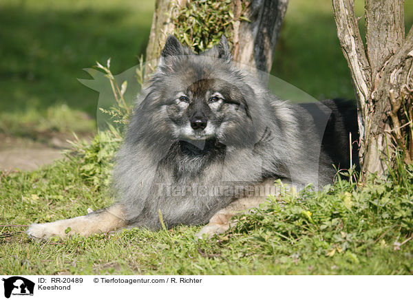 Keeshond / RR-20489