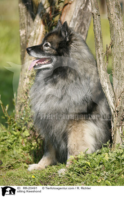 sitting Keeshond / RR-20491
