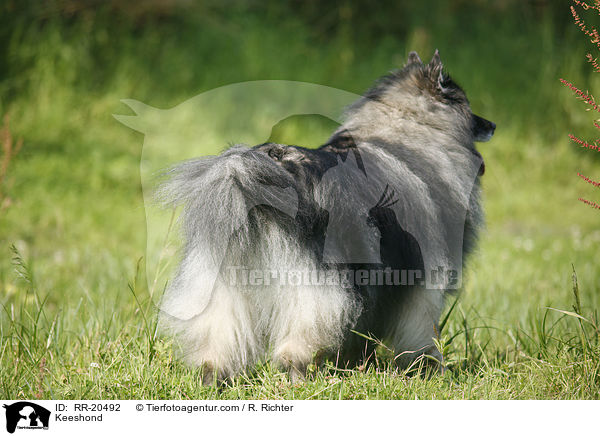 Keeshond / RR-20492