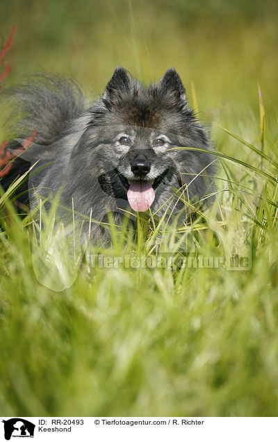 Deutscher Wolfsspitz / Keeshond / RR-20493