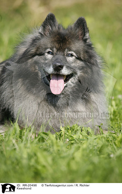 Keeshond / RR-20496