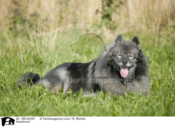 Keeshond / RR-20497