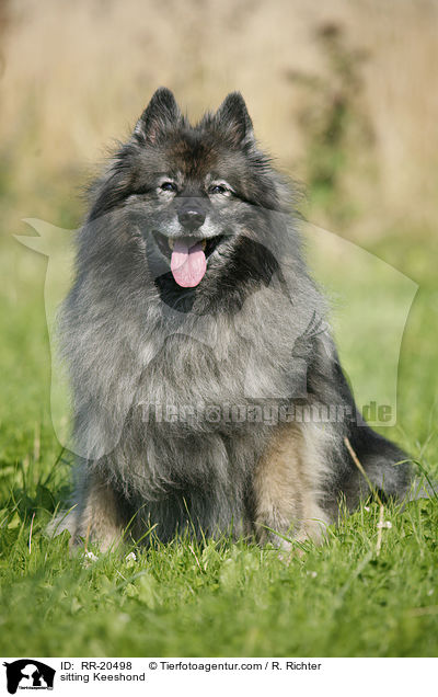 sitting Keeshond / RR-20498
