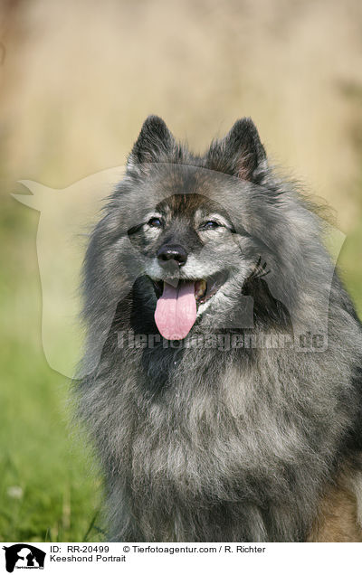 Keeshond Portrait / RR-20499