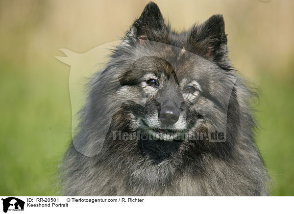 Keeshond Portrait / RR-20501