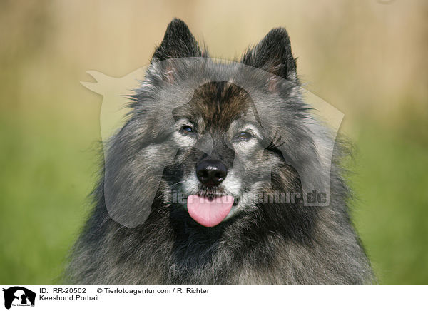 Keeshond Portrait / RR-20502
